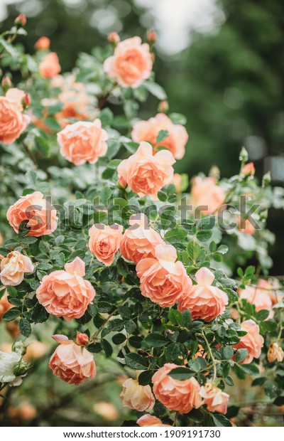 Delicate peach roses in a full bloom in the garden.\
Close-up photo. Dark green background. Orange floribunda rose in\
the garden. Garden concept. Rose flower blooming on background\
blurry roses flower 