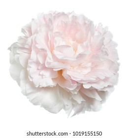 Delicate Peony Isolated On White Background.