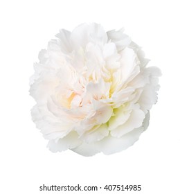 Delicate Peony Isolated On White Background