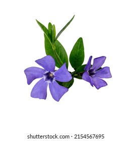 Delicate Periwinkle Flower Isolated On White Background.