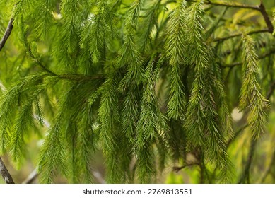 Delicate pine needles drape downward in soft daylight, creating a lush green texture with gentle depth and a natural forest atmosphere.