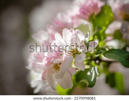 Image, Stock Photo Apple blossom buds under the blue sky