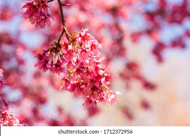Delicate pink blossums opening in spring against a blue sky.