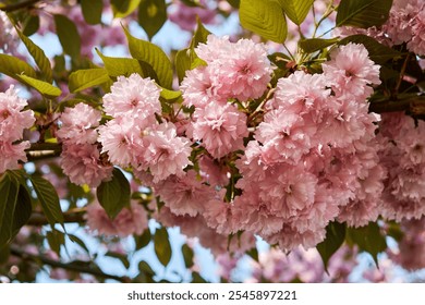 Delicate pink cherry blossoms in full bloom against a clear blue sky - Powered by Shutterstock