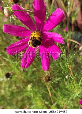 Similar – Image, Stock Photo Bumblebee sitting on a flower of the aster