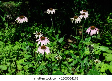 Delicate pink echinacea flowers in soft focus in an organic herbs garden in a sunny summer day - Shutterstock ID 1805064178