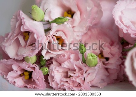 Delicate pink eustoma flowers, gathered into an elegant, laconic bouquet . High quality photo