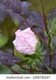 Delicate Pink Flower Bud About To Burst Open