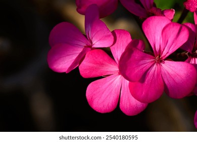 Delicate pink flowers bloom brightly, basking in warm sunlight under a clear blue sky in a tranquil garden. - Powered by Shutterstock