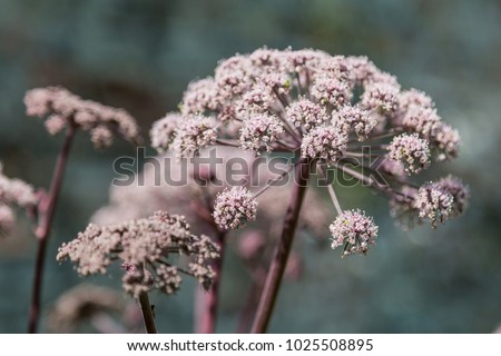Similar – Image, Stock Photo Selective focus, shallow depth of field in Rudbeckia fulgida yellow, orange echinacea or perennial echinacea