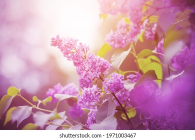Delicate pink fragrant lilac flowers bloomed on branches with green leaves, illuminated by sunlight. - Shutterstock ID 1971003467