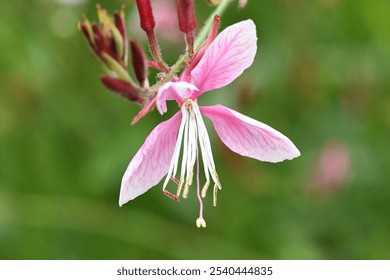 Delicate Pink Gaura Flower Bloom in Summer Garden - Powered by Shutterstock