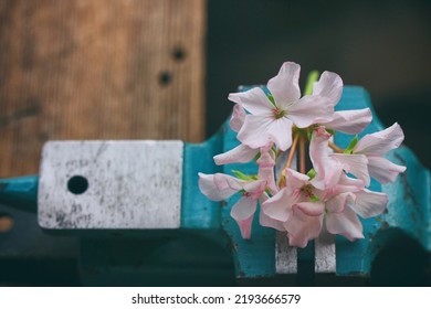 Delicate Pink Geranium Flowers Clamped In Vise, On Wooden Table, Sense Control Concept, Selective Focus