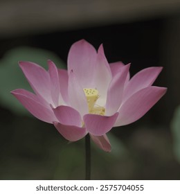 A delicate pink lotus flower blooms softly in focus showcasing its intricate petals and subtle colors Perfect for meditation and floral designs