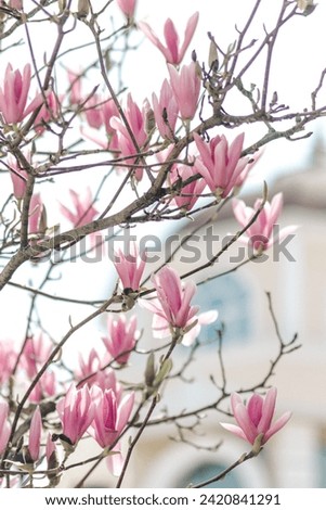 Similar – Image, Stock Photo pink magnolia blossoms | the magnolia as a medicinal plant | more than just beautiful.