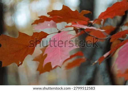 Delicate pink oak leaf glows in center surrounded by deeper rust and brown neighbours on same branch. Warm creamy bokeh softens background beautifully, colour transition between leaves tells full autumn story
