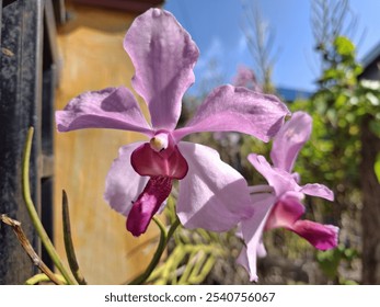 Delicate pink orchid in full bloom against a blurred green background.
Vibrant Papilionanda John Clubb orchid with intricate details.
Peaceful scene of a pink orchid in a natural setting. - Powered by Shutterstock