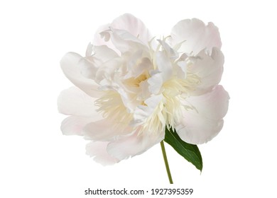 Delicate Pink Peony Flower Isolated On White Background.