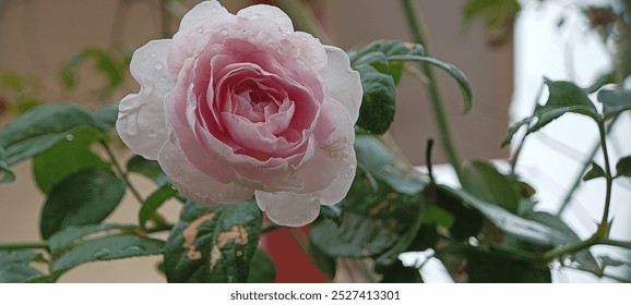 Delicate Pink Rose with Dewdrops" - Discover the beauty of nature with this captivating image of a pink rose in full bloom. The soft petals, glistening dewdrops, and blurred background create a serene - Powered by Shutterstock