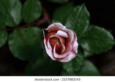 Delicate pink rosebud with dewdrops, surrounded by green leaves, capturing freshness and natural elegance. - Powered by Shutterstock