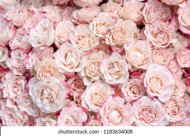 Beautiful Feminine Floral Flat Lay Fresh Stock Photo (Edit Now) 1677377554