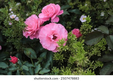 Delicate pink roses blooming amidst lush green foliage in a vibrant garden setting during springtime - Powered by Shutterstock