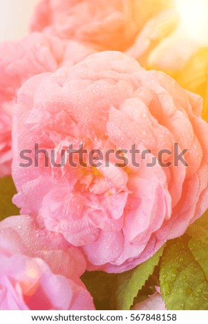 Delicate pink roses. DogRose Pink Rosa Canina Flowers.Valentine Theme