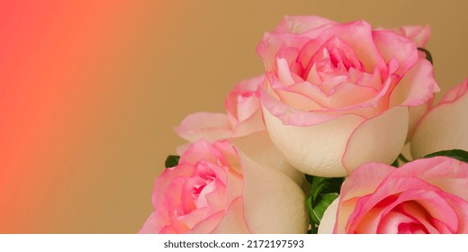 Delicate pink roses on beige background. Minimal composition. Abstract art idea of flower bouquet. Romantic pastel pink composition rose flower. Modern aesthetic. Banner