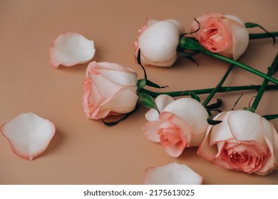 Delicate Pink Roses On Beige Background. Minimal Trendy Composition. Abstract Art Idea. Romantic Pastel Pink Rose Flowers. Modern Aesthetic. Neutral Earth Tones