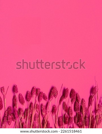 Delicate pink spring flowers on a viva magenta pastel background. Conceptual art of flower arranging. Flat lay monochromatic abstract design.