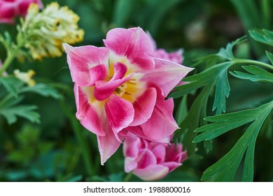 Delicate pink tulips in the garden on a natural green background. Selective soft focus.