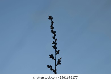 Delicate plant silhouette against a clear blue sky in early evening light - Powered by Shutterstock