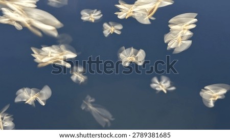 Delicate propeller seeds gracefully floating against a dark blue background