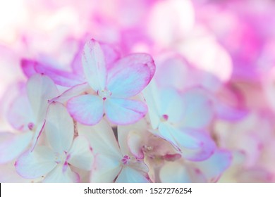 綺麗な背景画像 花 最高の花の画像