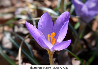 Delicate Purple Crocus Flower With Translucent, Sunlit Petals