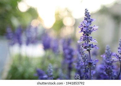 Delicate Purple Lavender flower closeup at outdoor - Shutterstock ID 1941853792