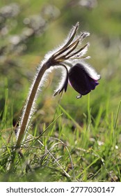 A delicate purple pasqueflower bud, covered in fine hairs, glows in the sunlight against a soft green bokeh background