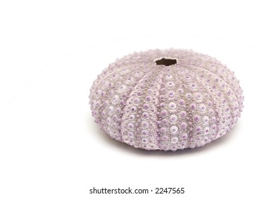 white sea urchin shell