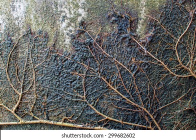 Delicate Root System Of A Banyan Tree, Tropical Plants.