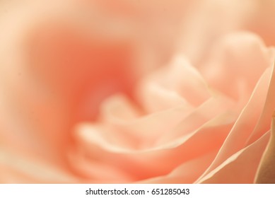 delicate rosy background