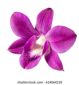 a delicate scarlet pink flower phalaenopsis orchid isolated on white background.
