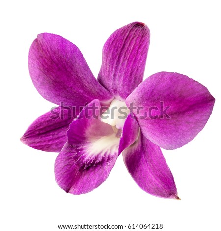 a delicate scarlet pink flower phalaenopsis orchid isolated on white background.