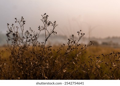 Delicate silhouettes of withered wildflowers stand against a soft, misty sunrise, creating a serene, earthy scene in a tranquil, fog-filled meadow. - Powered by Shutterstock