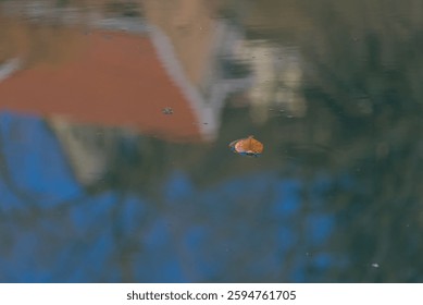 delicate single leaf floating peacefully in the gentle current of the aare river, embodying serenity and the quiet beauty of nature's simplicity.