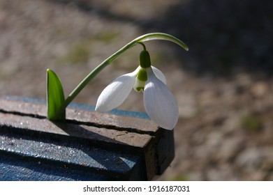  A Delicate Snowdrop Flower Caught In A Vise. The Metaphor Of Resistance, Resilience, Strengths, And Hope. The Herald Of Spring Is Seen As A Symbol Of Rebirth And The Ability To Overcome Challenges 