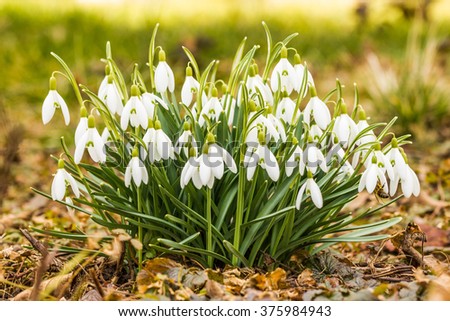 Delicate Snowdrop flower is one of the spring symbols telling us winter is leaving and we have warmer times ahead. Fresh green well complementing the white blossoms. 