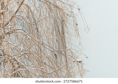 Delicate snow-dusted drooping willow tree branches, selective focus