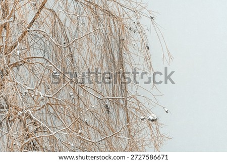 Delicate snow-dusted drooping willow tree branches, selective focus