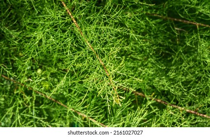 Delicate Soft Very Fine Foliage Of Tamarisk. Perfect Gentle Concept Of Natural Background With Place For Your Text. Selective Focus