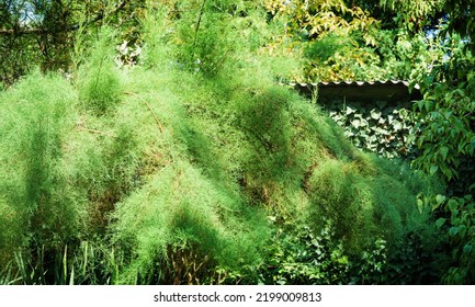 Delicate Soft Very Fine Foliage Of Tamarisk On A Sunny Day. Perfect Gentle Concept Of A Natural Background For Design